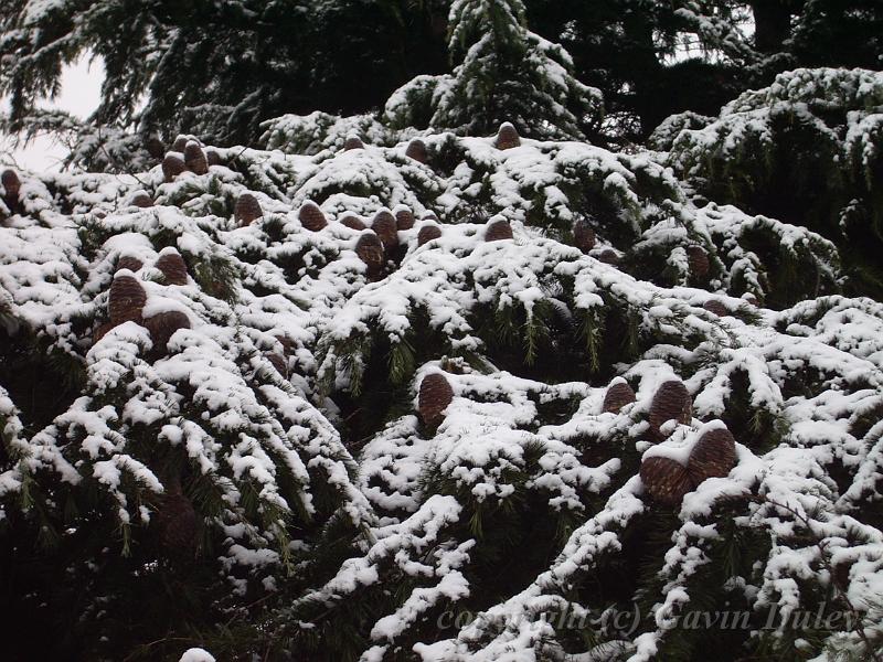 Dark fir and bright snow, Greenwich Park IMGP7585.JPG